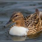 "Wochenende-Ende-Ente"