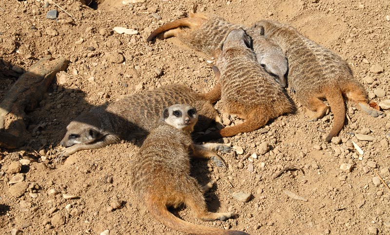 Wochenende im Zoo