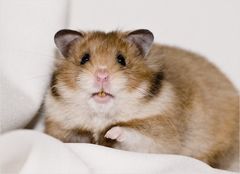 Wochenende....da lacht das Hamsterherz!