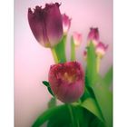 Wochenendgrüße mit Tulpen