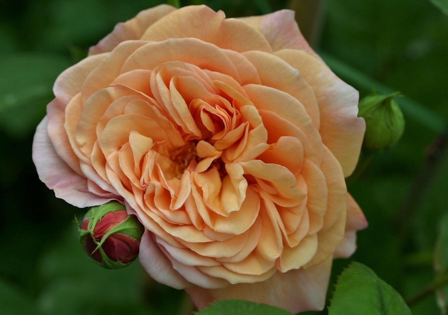 Wochenendrose