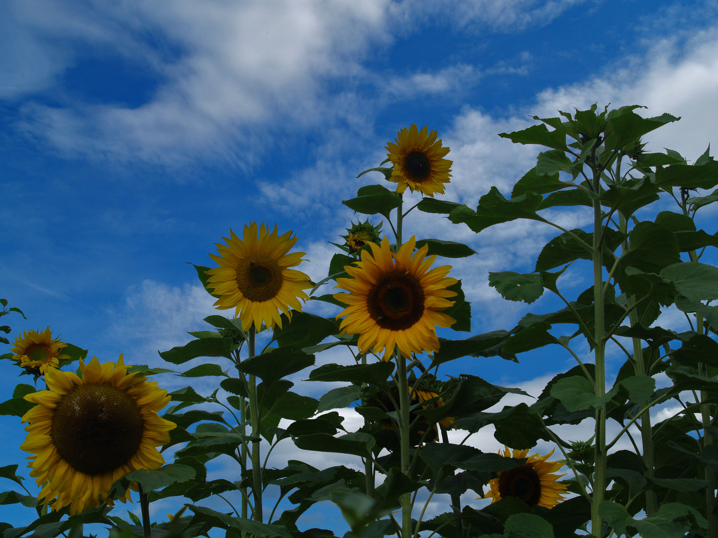 wochenendsonnenblumen