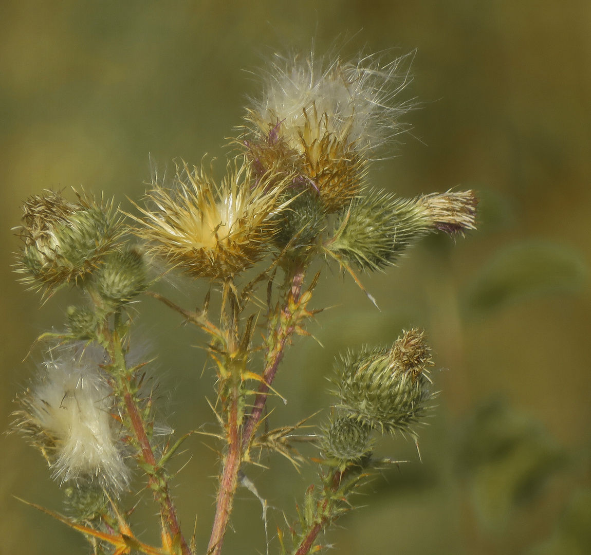 Wochenstart : Feldweg-Distel morgens... mitte der Woche soll's wieder sonnig werden,