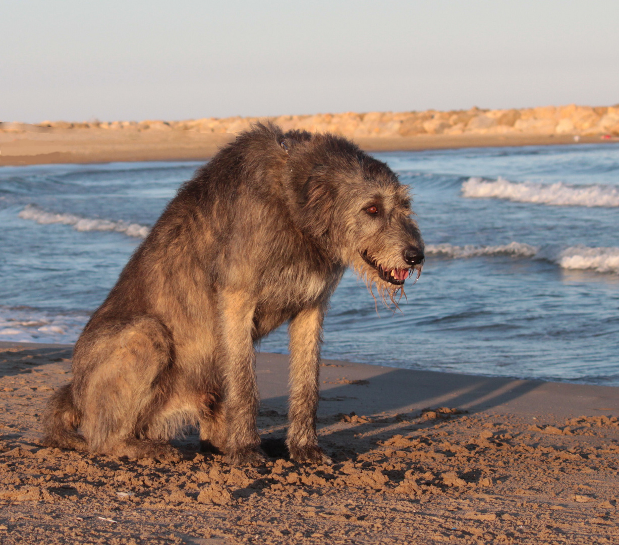 Wölfchen am Meer