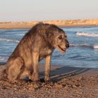 Wölfchen am Meer