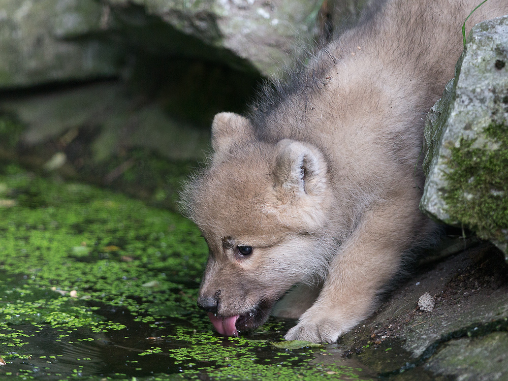 Wölfchen am Wasser