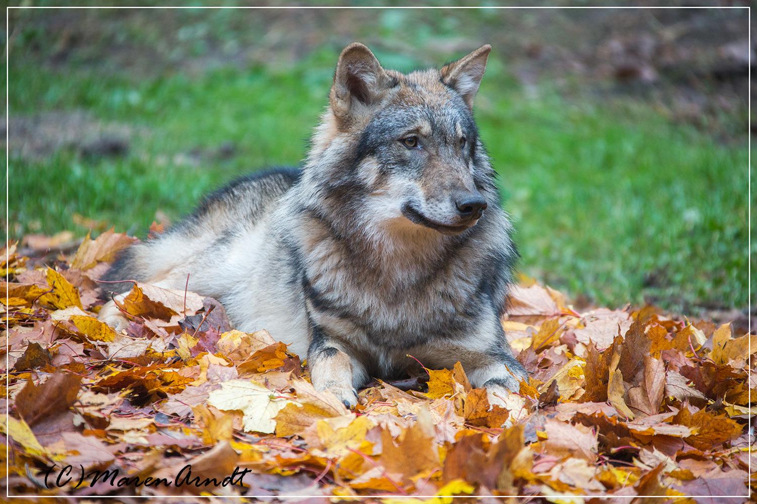 Wölfchen im Herbst