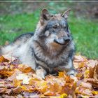 Wölfchen im Herbst