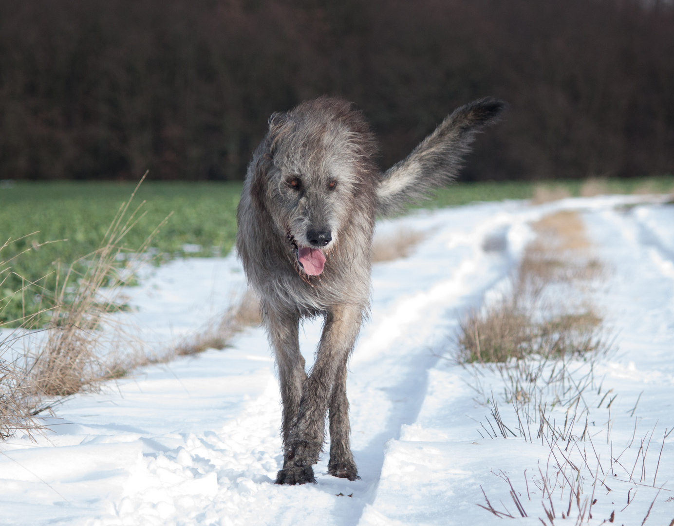 Wölfchen im Schnee