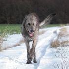 Wölfchen im Schnee