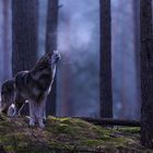 Wölfe am frühen Morgen im mystischen Wald