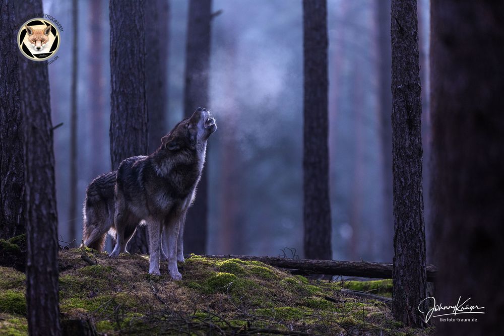 Wölfe am frühen Morgen im mystischen Wald