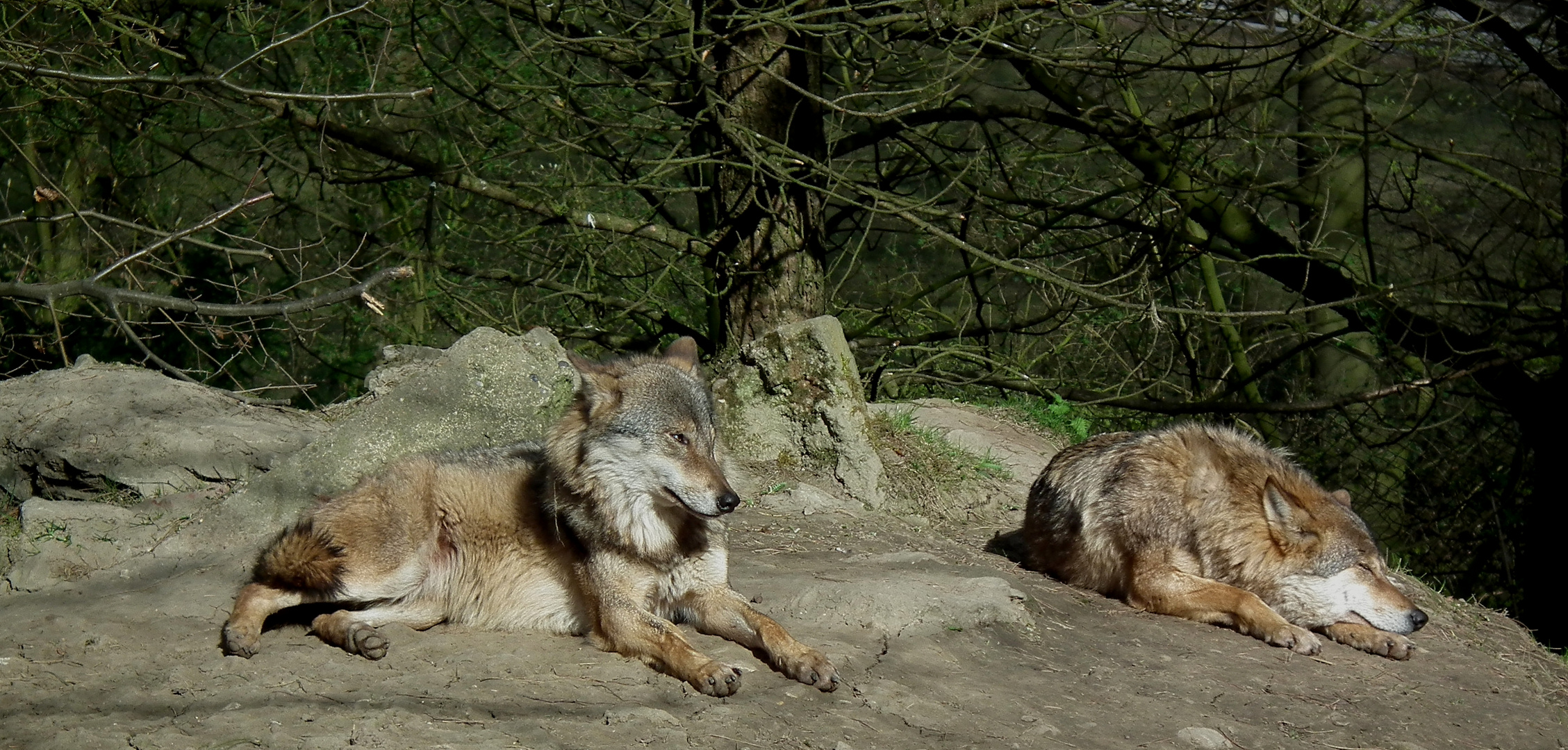 Wölfe am relaxen