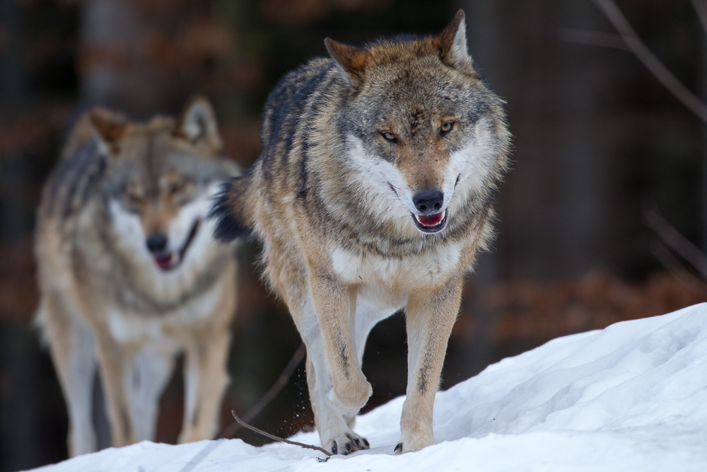 Wölfe aus den NP Bayerischer Wald