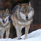 Wölfe aus den NP Bayerischer Wald