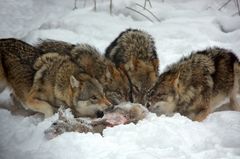 Wölfe beim fressen