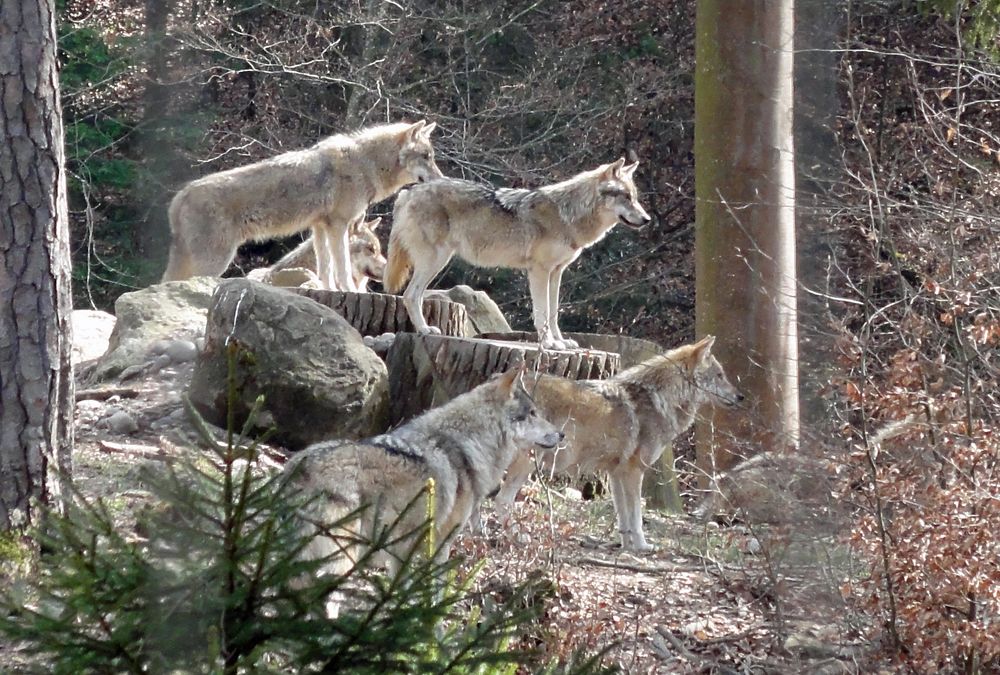Wölfe beobachten