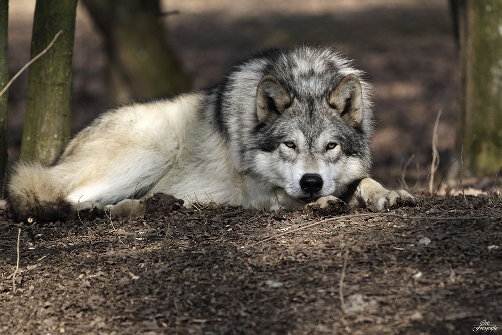 Wolfe Hautnah Foto Bild Tiere Zoo Wildpark Falknerei Saugetiere Bilder Auf Fotocommunity