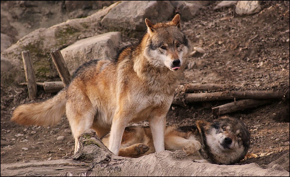 Wölfe im Alpenzoo