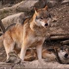 Wölfe im Alpenzoo