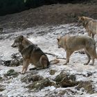 Wölfe im Bayrischen Wald