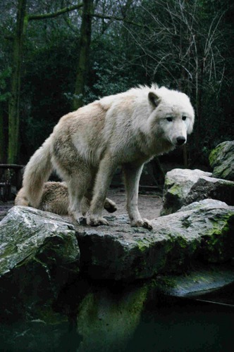 Wölfe im Duisburger ZOO