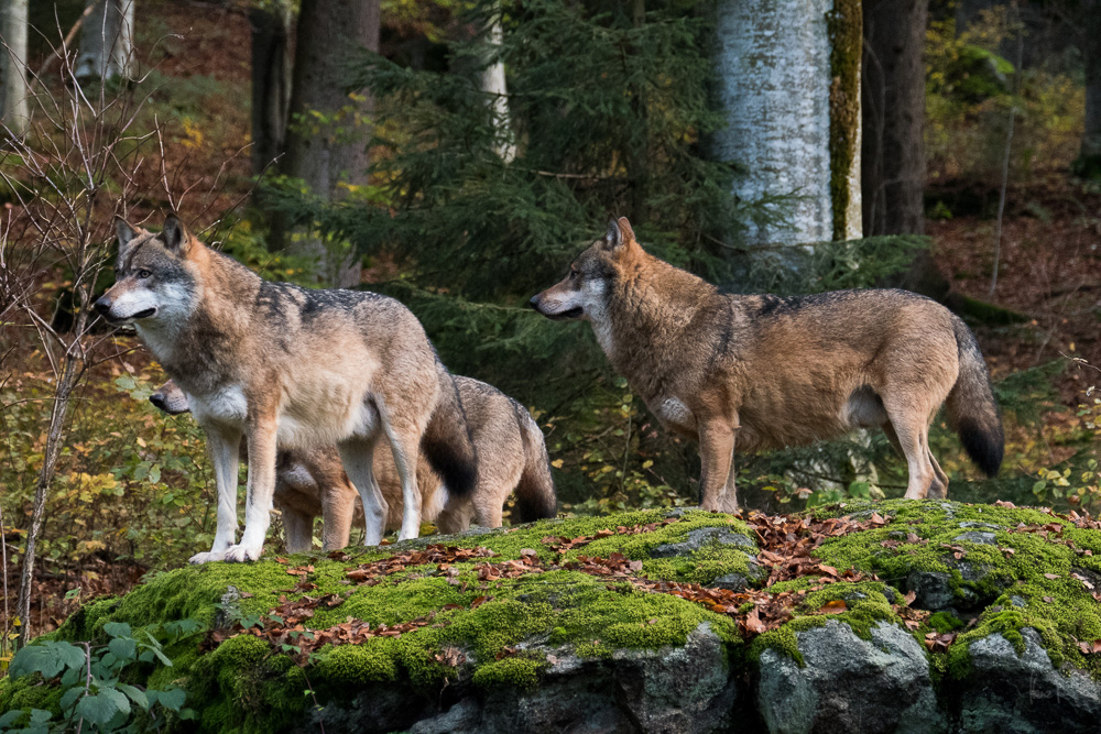 Wölfe im Nationalpark Bayerischer Wald - 2