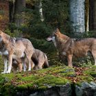 Wölfe im Nationalpark Bayerischer Wald - 2