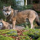 Wölfe im Nationalpark Bayerischer Wald