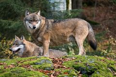 Wölfe im Nationalpark Bayerischer Wald