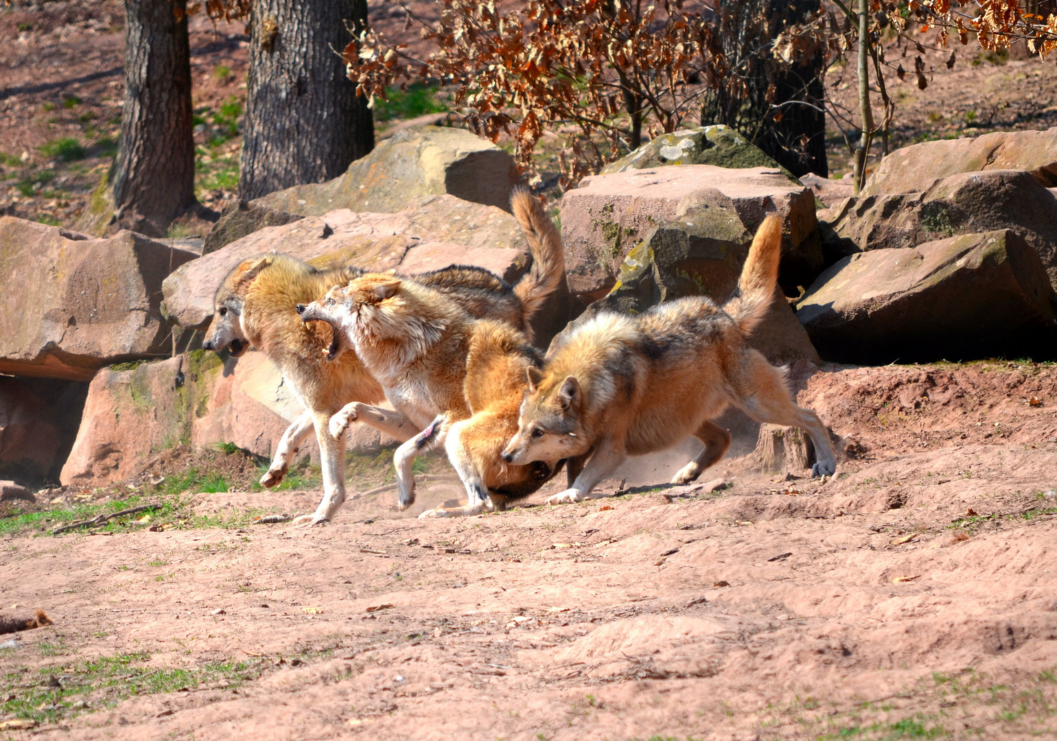 Wölfe im Rangkampf