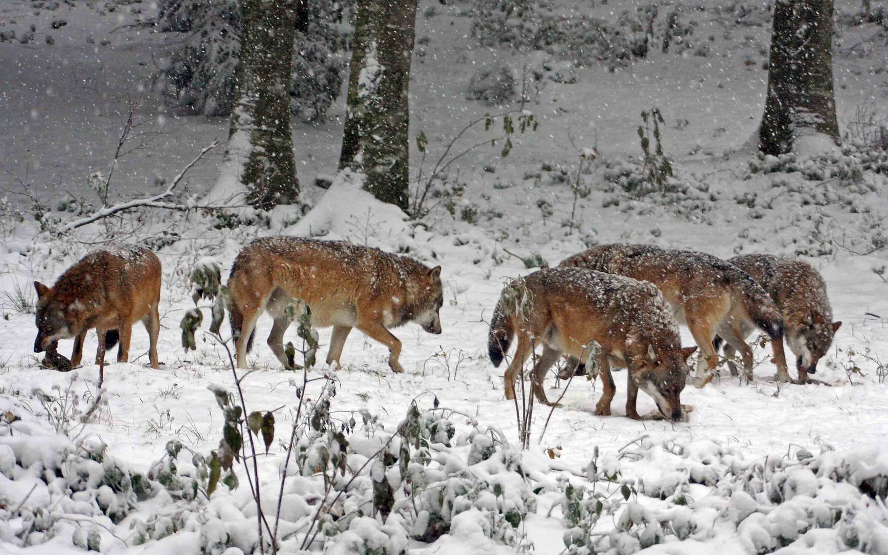 Wölfe im Schneetreiben BayWa