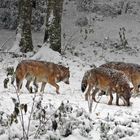 Wölfe im Schneetreiben BayWa