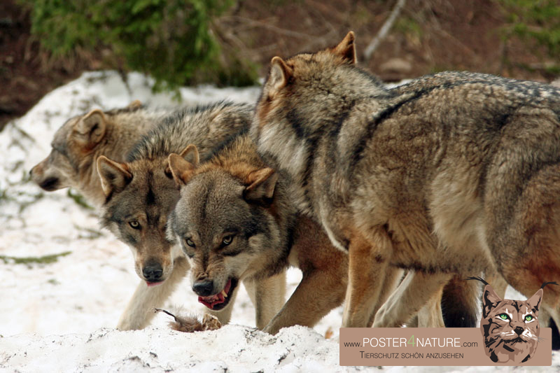 Wölfe im Streit um Nahrung