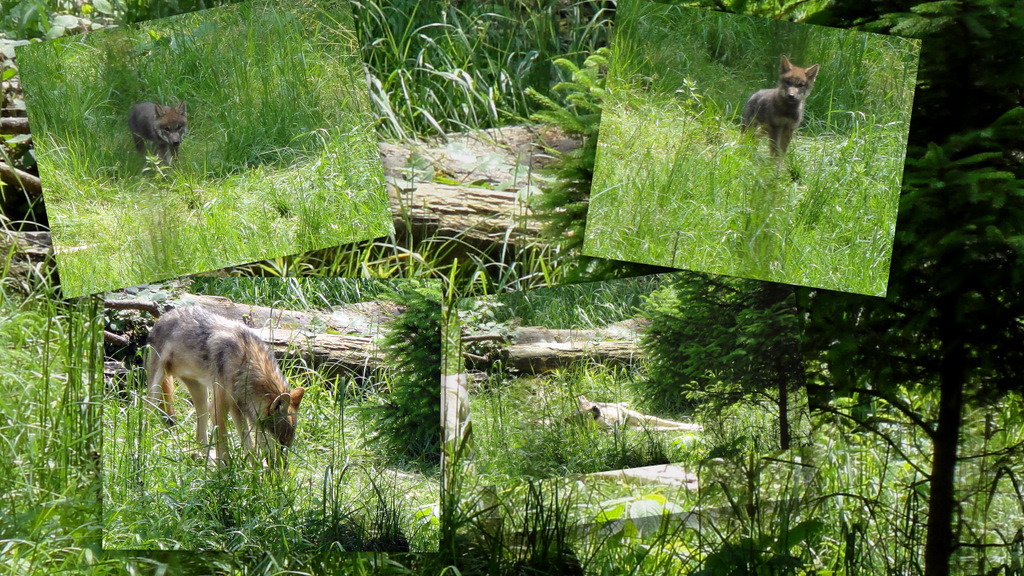 Wölfe im Tierpark Bruderhaus Winterthur 2