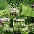 Wölfe im Tierpark Bruderhaus Winterthur 2