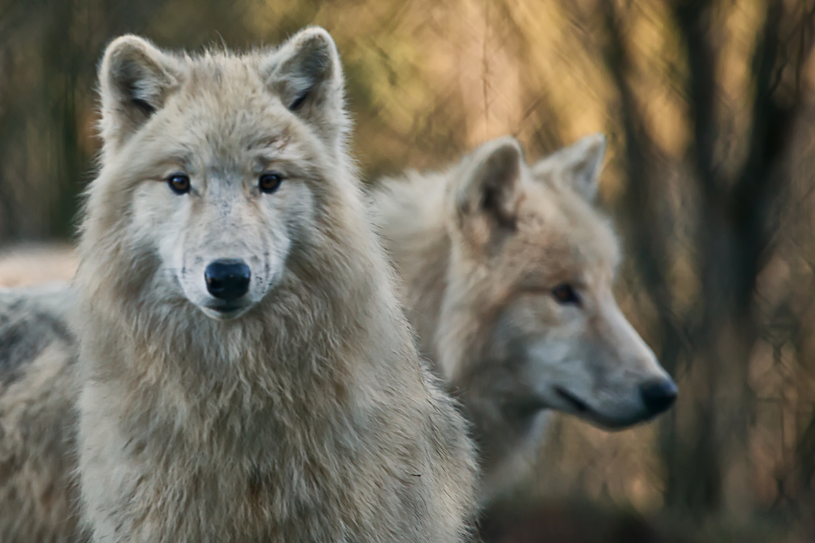 Wölfe im Tierpark Rheinböllen.