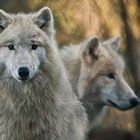 Wölfe im Tierpark Rheinböllen.