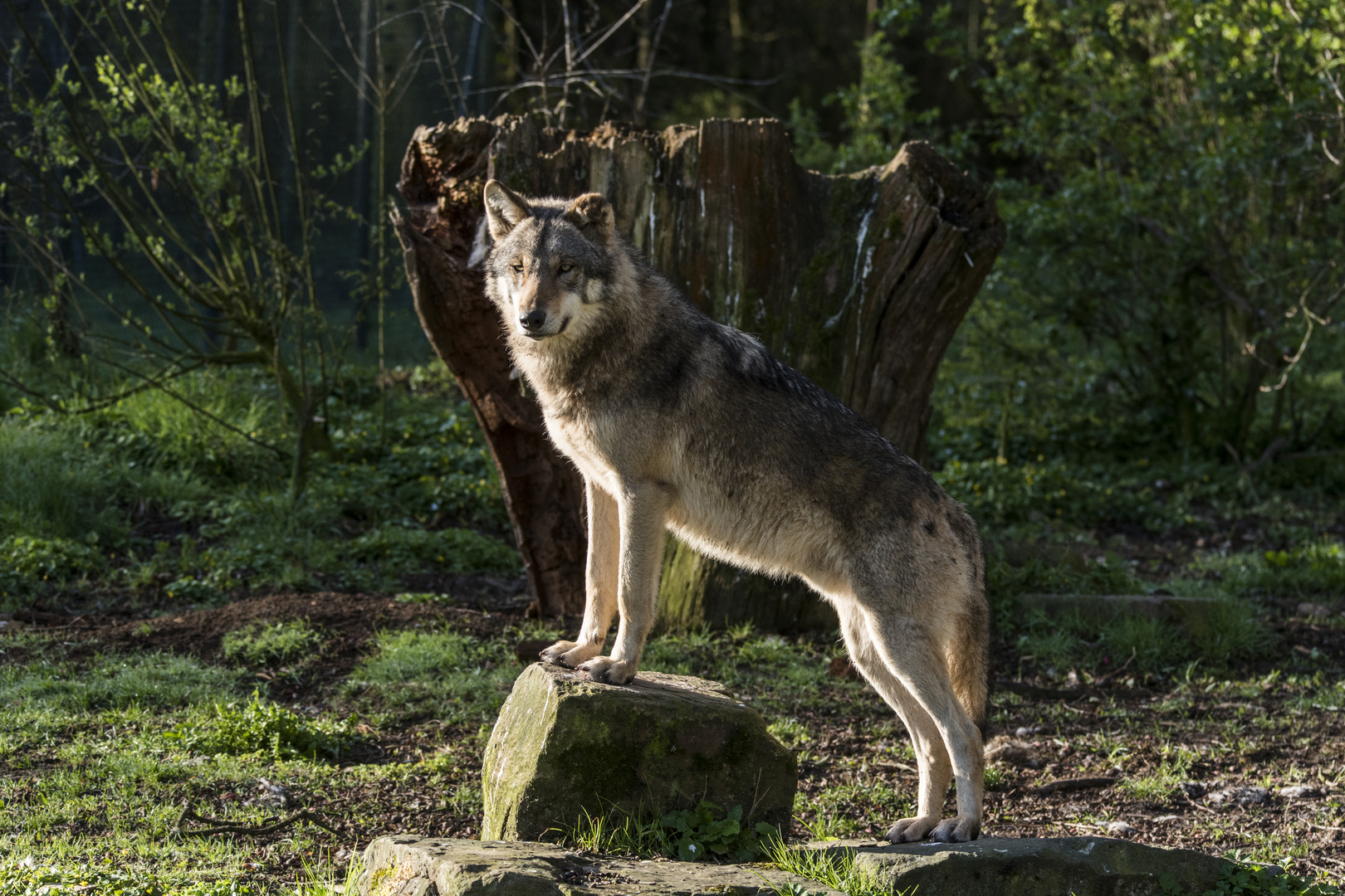 Wölfe im Tierpark Sababurg