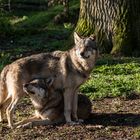 Wölfe im Tierpark Sababurg