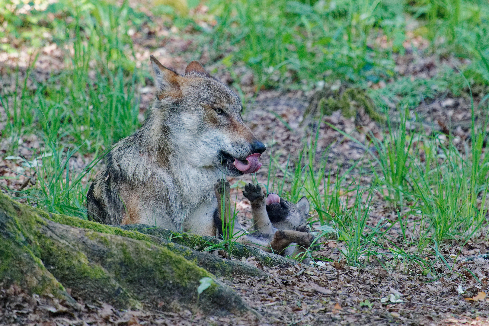 Wölfe im Wildpark "Alte Fasanerie" in Hanau