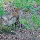 Wölfe im Wildpark "Alte Fasanerie" in Hanau