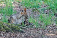 Wölfe im Wildpark "Alte Fasanerie" in Hanau