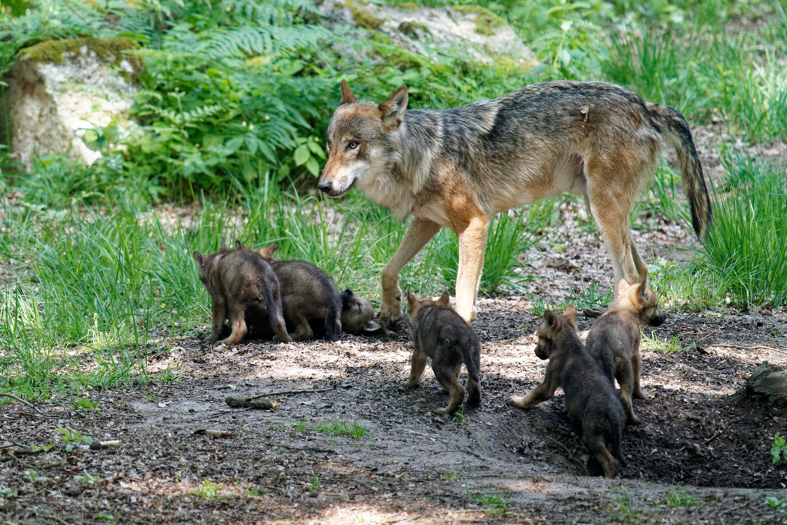 Wölfe im Wildpark "Alte Fasanerie" in Hanau