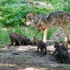 Wölfe im Wildpark "Alte Fasanerie" in Hanau