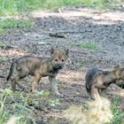 Wölfe im Wildpark "Alte Fasanerie" in Hanau