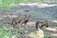 Wölfe im Wildpark "Alte Fasanerie" in Hanau