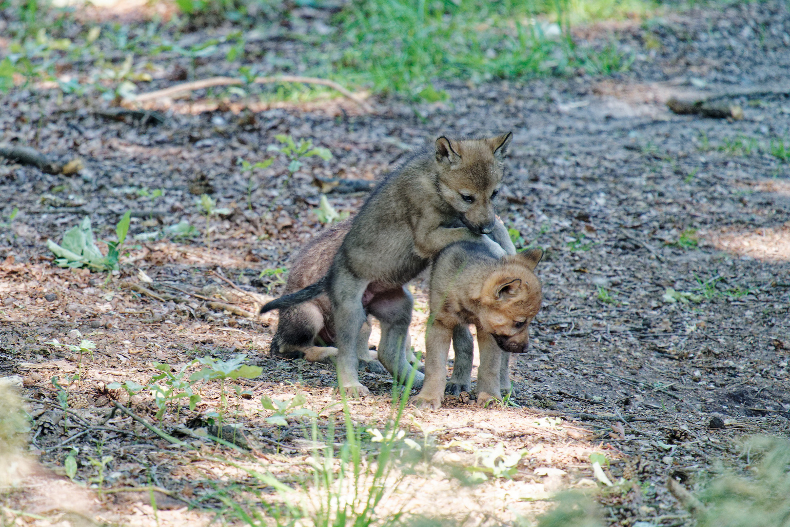 Wölfe im Wildpark "Alte Fasanerie" in Hanau