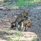 Wölfe im Wildpark "Alte Fasanerie" in Hanau