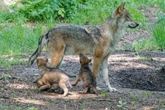 Wölfe im Wildpark "Alte Fasanerie" in Hanau